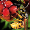 wasp-berry avatar