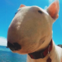 wassupsealpup avatar