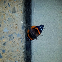 wasted--thoughtss avatar