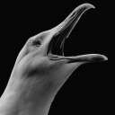 wasteland-rebel avatar