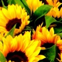 wasteofspoons-blog avatar