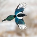 watch-the-magpies avatar