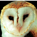 watchingsi1ently avatar