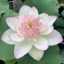 water-lily-blooming avatar