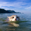 watercat-atsea avatar