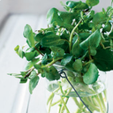 watercress--blog avatar