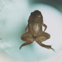 watercresssalad avatar