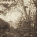 waterlilyleaves avatar