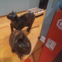 waterlilyofftheclock avatar