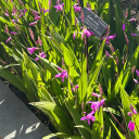 watermelon-rising avatar