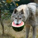 watermelon-wolf avatar