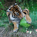 watermelon4tiger avatar