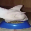 watermelonhead09 avatar