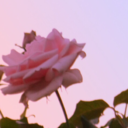 watermewildflower avatar