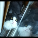 watershadow0202 avatar