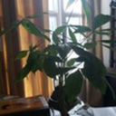 waveringwafer avatar