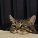 waves-and-life avatar