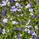 wavesinlowtide avatar