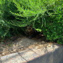 wawa-pi-wawa-pi-wawa avatar