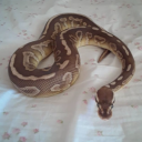 wayward-pines avatar