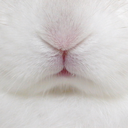 waywardbunny avatar