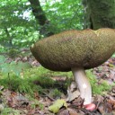 waywardsongpirate avatar