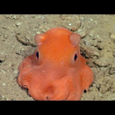 waywardtragedynightmare avatar