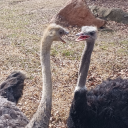 weaponized-giraffe-house avatar