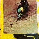 wearing-raincoats avatar