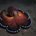 weary-octopus avatar