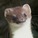 weasel-posting avatar