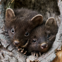 weasel-war-dance avatar