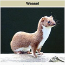 weasellyferret avatar
