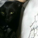 weasleys-got-himself-a-howeller avatar