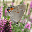 wedontneedfeathers2fly avatar