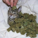 weed-cat avatar