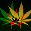 weed-for-you avatar