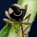 weeeeevilwizard avatar