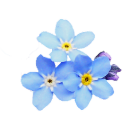 weeforgetmenots avatar