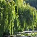 weeping-trees avatar