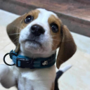 weepingkoalawolf avatar