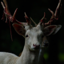 weepingmorgue avatar