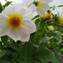 weepingturtlelight avatar