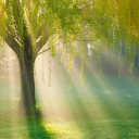 weepingwisteria7 avatar