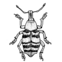 weeweevil avatar