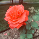 weeweewhirlwind avatar