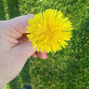 wefall-sohard avatar