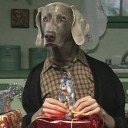 wegmanweimaraner avatar