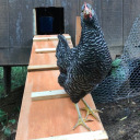 wehavechickensnow avatar