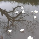 weird-catiline avatar